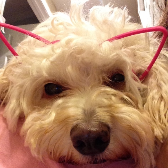 Meet your Posher, Tori - Picture 3 of 3